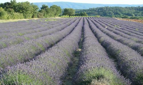 Chambre Du Platane - Bed & Breakfast