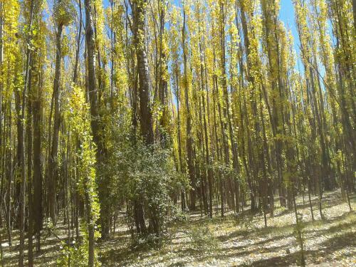 Bosque De Sol