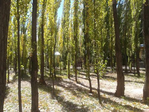 Bosque De Sol