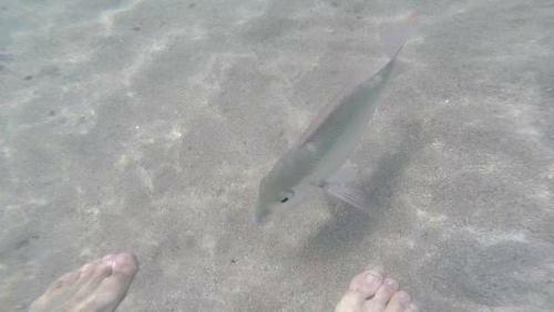 Apartamentos Beach Condos At Mt.pico De Loro Beach