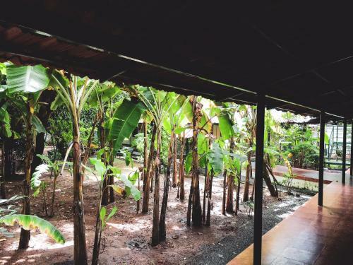 Bed & Breakfast Palm Grove Service Villa