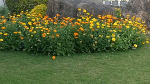 High View Cottage - Rishikesh