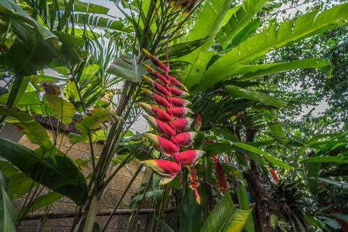 Hostal Tegar Guest House Ubud