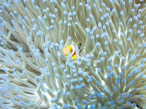Bed & Breakfast D & D Dive Center Pemuteran