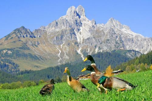 Apartamento Appartement Pilzhof