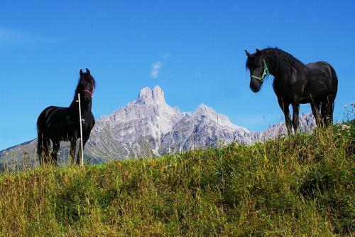 Apartamento Appartement Pilzhof