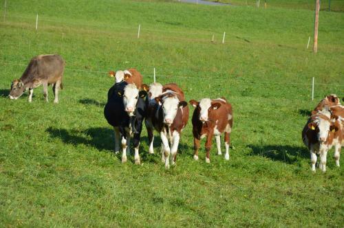 Agroturismo Bauernhof Unterh�fner