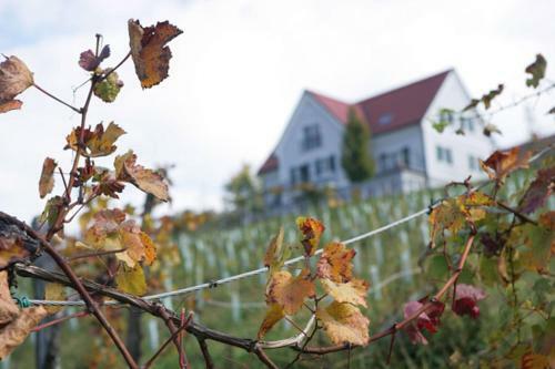 Bed & Breakfast G�ste- Und Vitalhaus Sauer