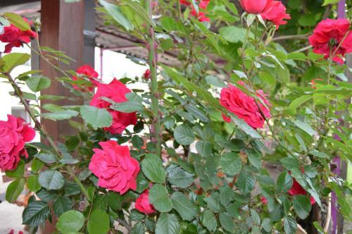 Bed & Breakfast Rooms Modana