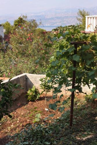 Holiday Apartments Postira (brac) - 704