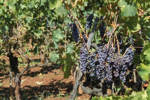 Apartment Ugljan 8404b