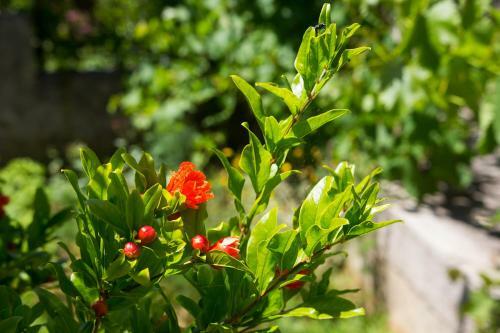 Apartamento Holiday Home Lina Cipollina