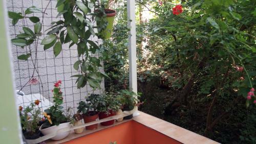 Apartment Dal