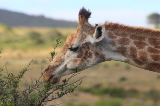 Hotel Garden Route Game Lodge