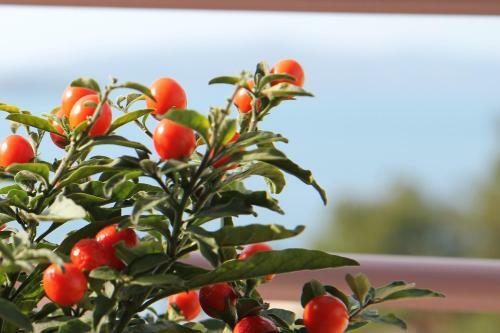 Apartamentos Villa Stella