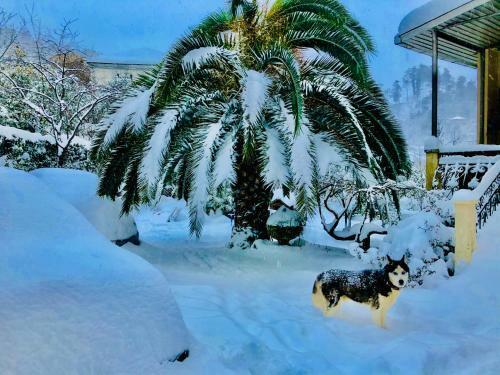 Hostal Holiday House Green Cape Batumi