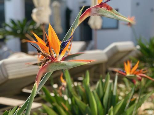 Hostal Creta Blue Luxury Collection (adults Only)