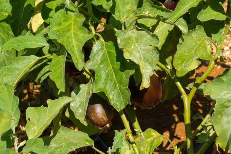 Aparthotel Ideal Hotel