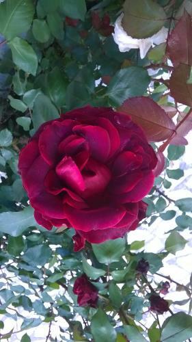 Marilena Studios And Apartments