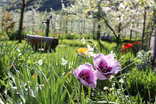 Hotel Br�ndlerhof