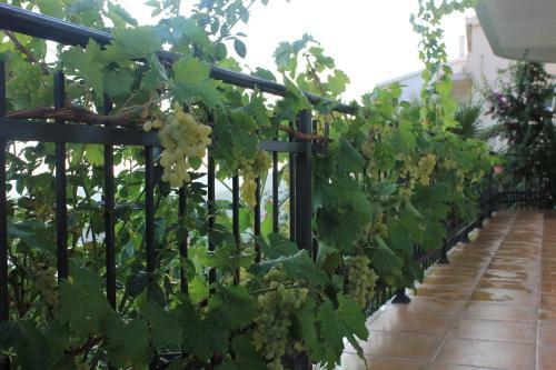 Hostal Guesthouse Villa Tortuga