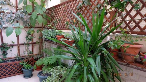 Hostal Adlerok Guest House