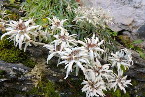 Apartamento Chalet Aeschhorn