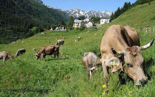 Chalet Stella Alpina - Hotel And Wellness