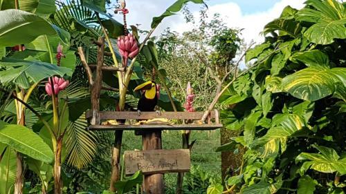 Lodge Hotel Brisas Arenal