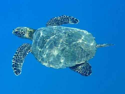 Corcovado Jungle Hostel