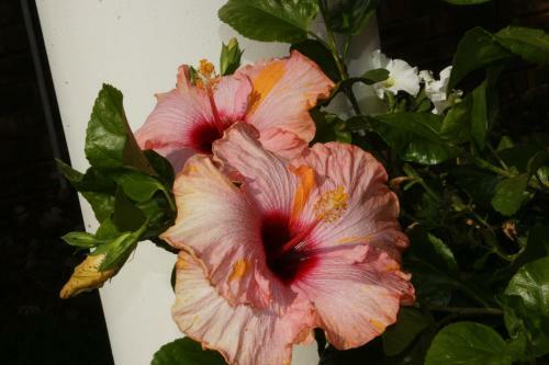 Bed & Breakfast Jolani Guest House