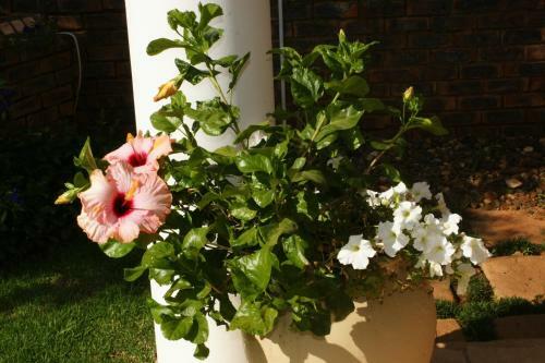 Bed & Breakfast Jolani Guest House