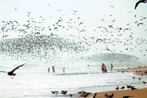 Guesthouse Playa Chinchorro
