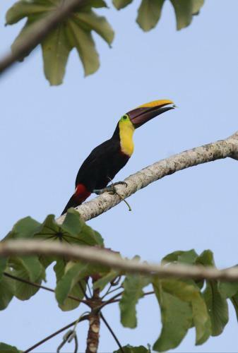 Agroturismo Toucan Escape