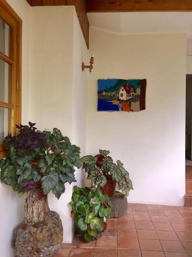Hotel Belisario Jara
