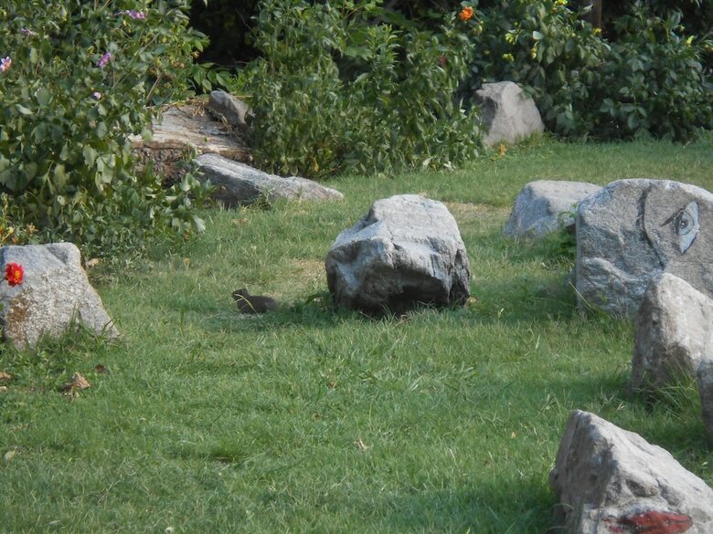 Apart Suites & Cabanas Duendes Del Pungo