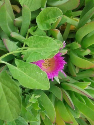 Hostal Refugio Cumbres