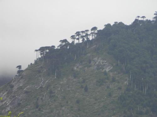 Refugio Natural Conguill�o