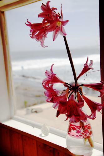 Lotus Surf House