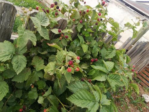 Pichilemu Caba�a Palomos