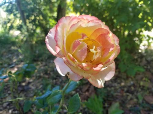 Casas Del Campo Los Arces