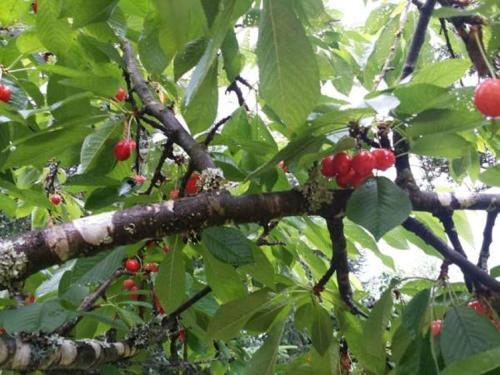 Casas Del Campo Los Arces