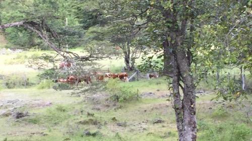 Caba�a Pucon, Catripulli