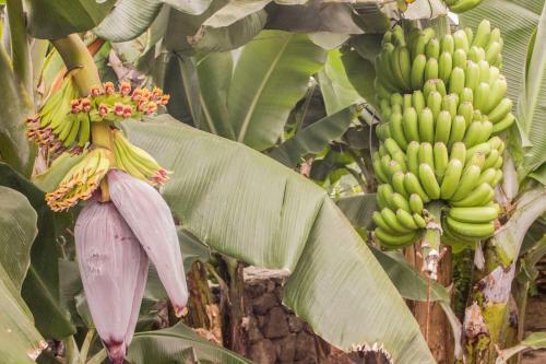 Canary Dreams Apartments
