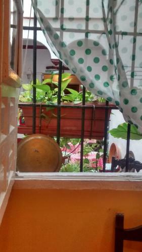 Bed & Breakfast Hostel Patio 19