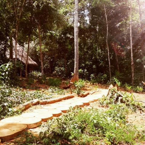 Albergue Treehouses In The Jungle