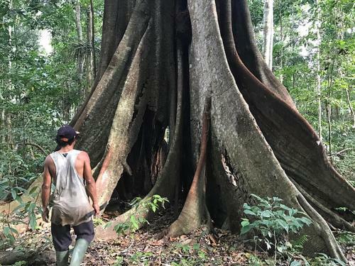 Albergue Treehouses In The Jungle