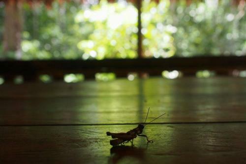 Albergue Treehouses In The Jungle