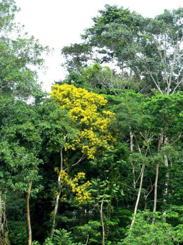 Albergue Treehouses In The Jungle
