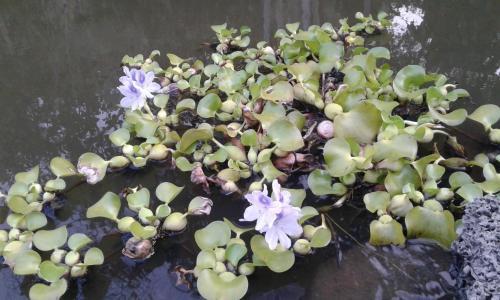 Agroturismo El Cacaotal